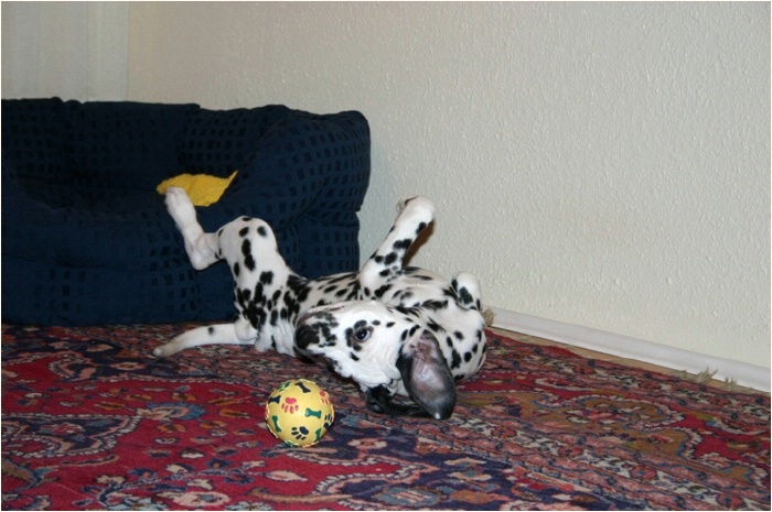 der Ball ist auch recht interessant